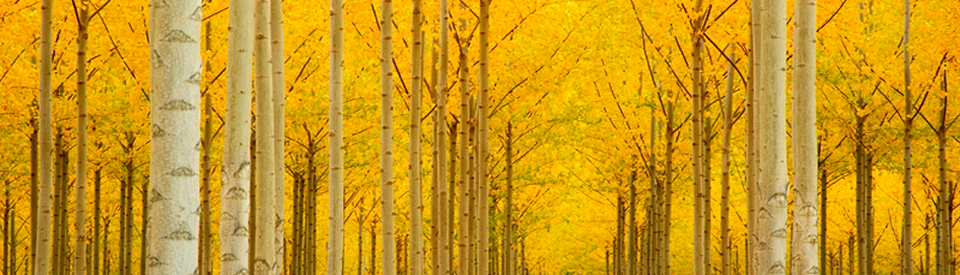 Fall_foliage